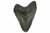 Serrated, Juvenile Megalodon Tooth - South Carolina #353300-1